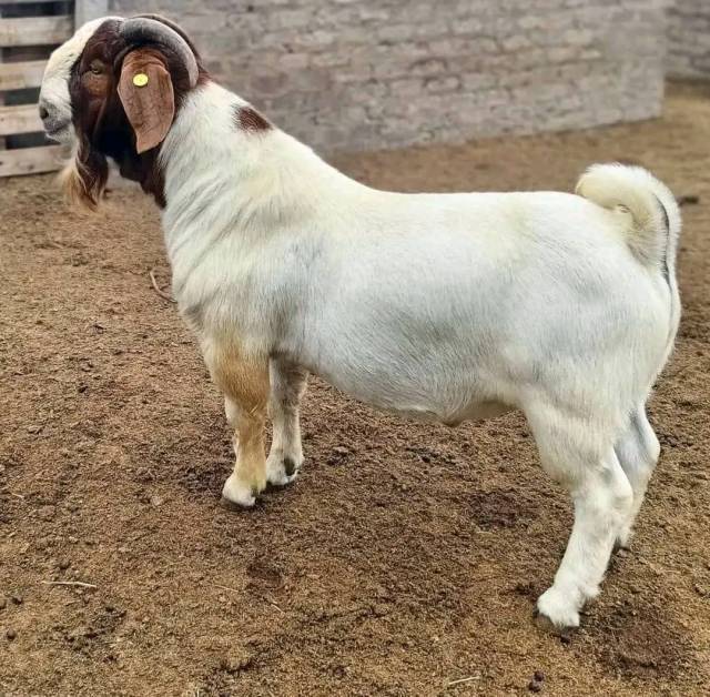 Boar Goats For Sale