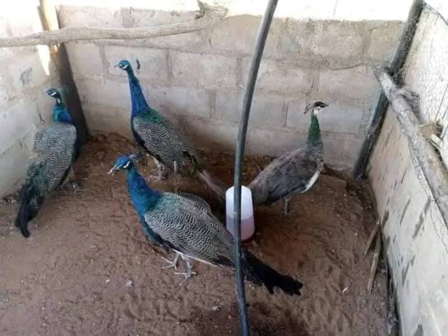 Peacocks For Sale