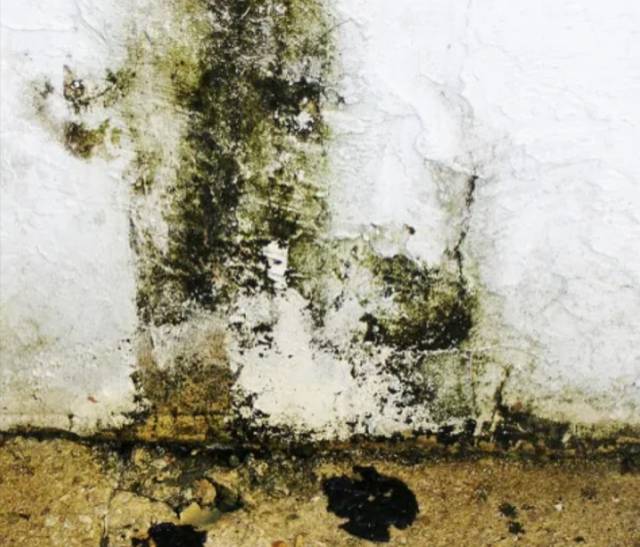 Mould Buster For Sale - Call 07062943829