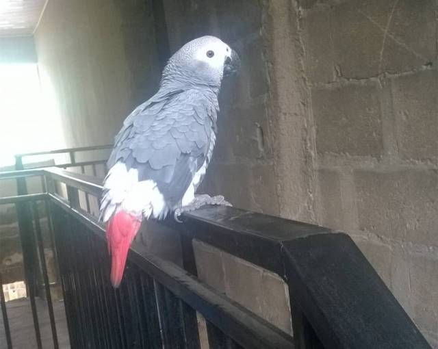 African Grey Parrot For SALE - Call 07033755593