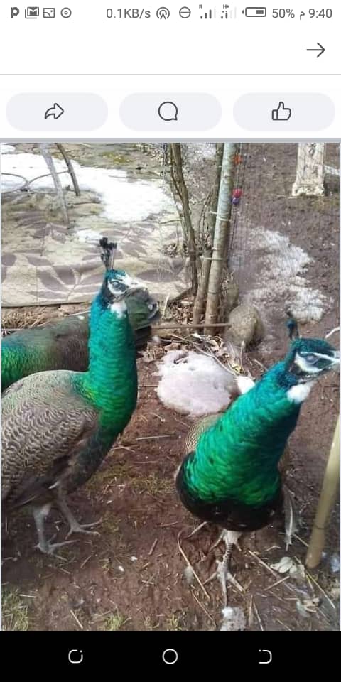 Peacocks
