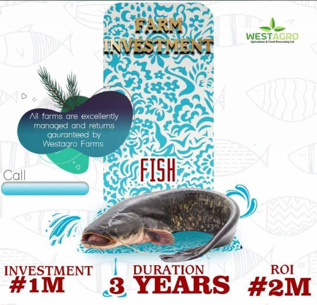 Invest And Earn  Of Your Investments From Our Fish Farm - Call 08086089397