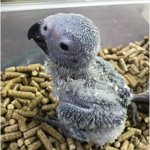 Parrots For Sale In Parrot Near Me 2024-2025