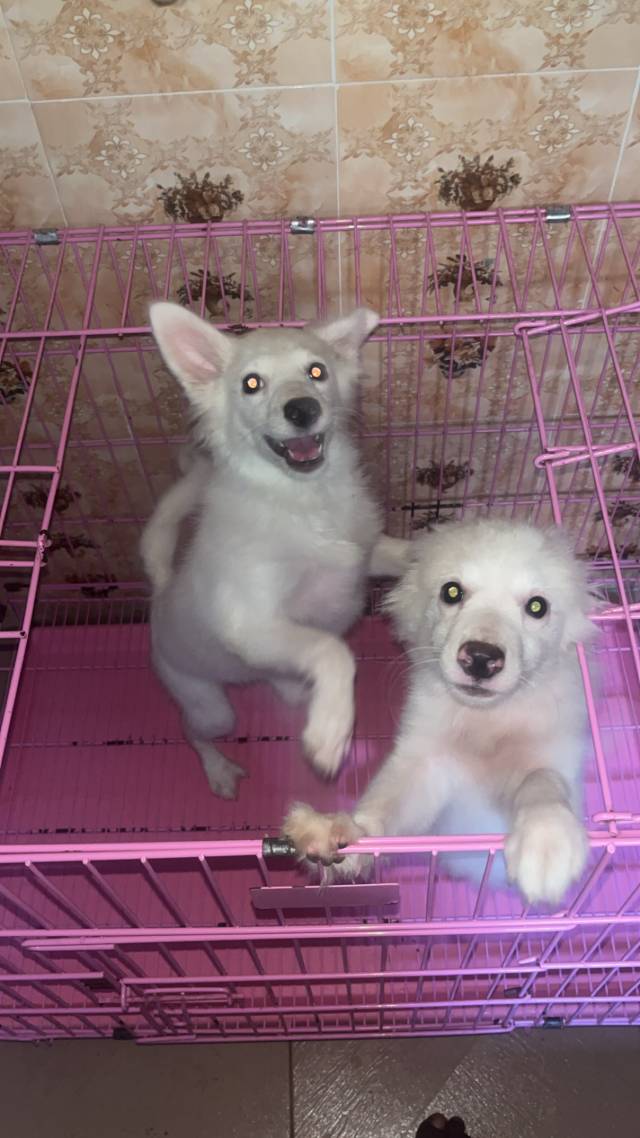 Female American Eskimo