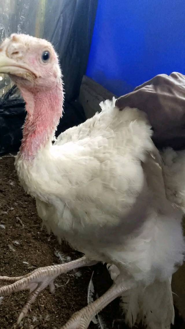 Hybrid Turkey For Sale