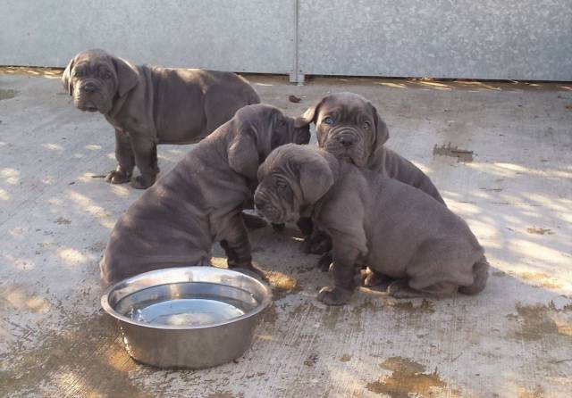 Cute/Pure/Full Breed Neapolitan Mastiff Dog/Puppy Available For Sale