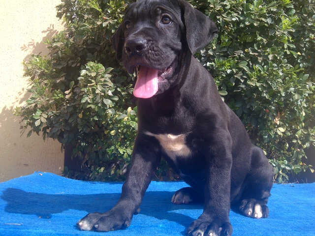 Cute/Pure/Full Breed Cane Corso Dog/Puppy Available For Sale