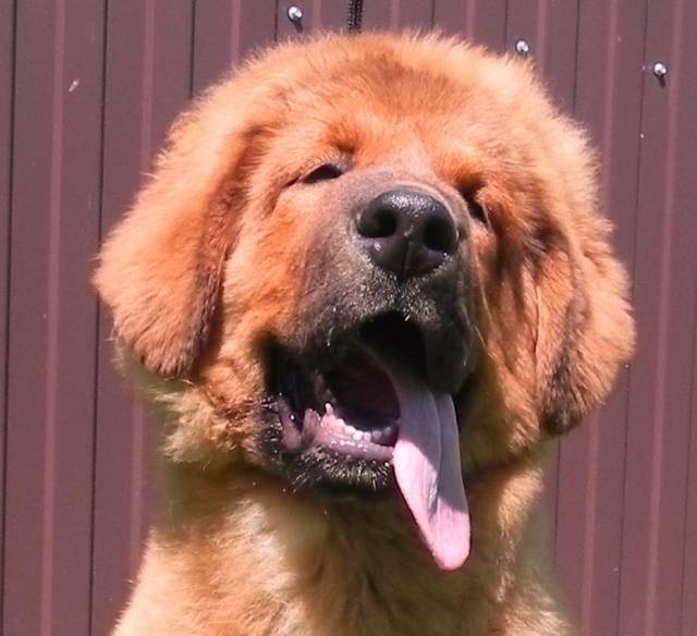 Cute/Pure/Full Breed Tibetan Mastiff Dog/Puppy Available For Sale