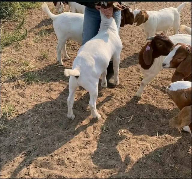 Boar Goat For Breeding