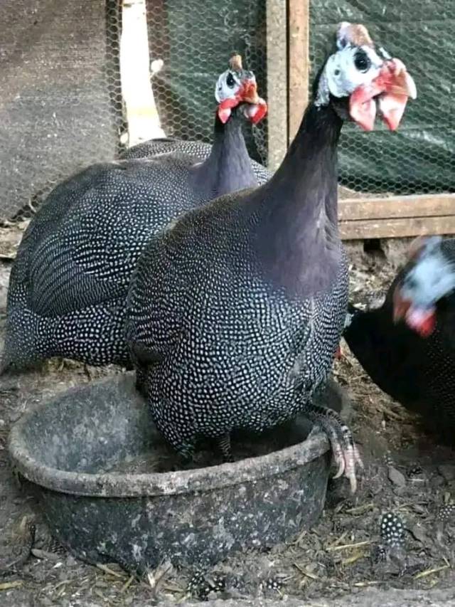 Guinea Fowl