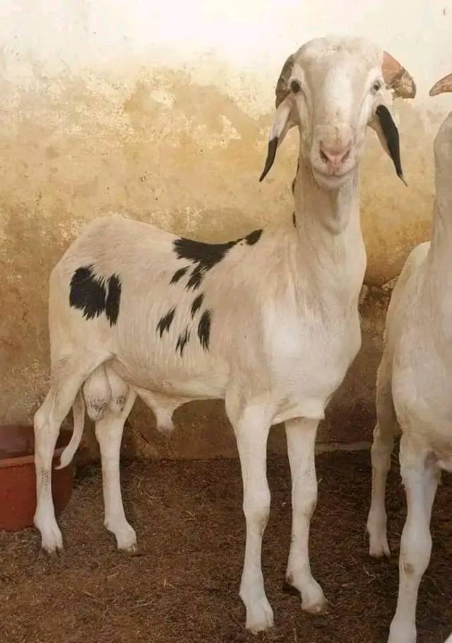 Ladoum Hybrid Sheeps