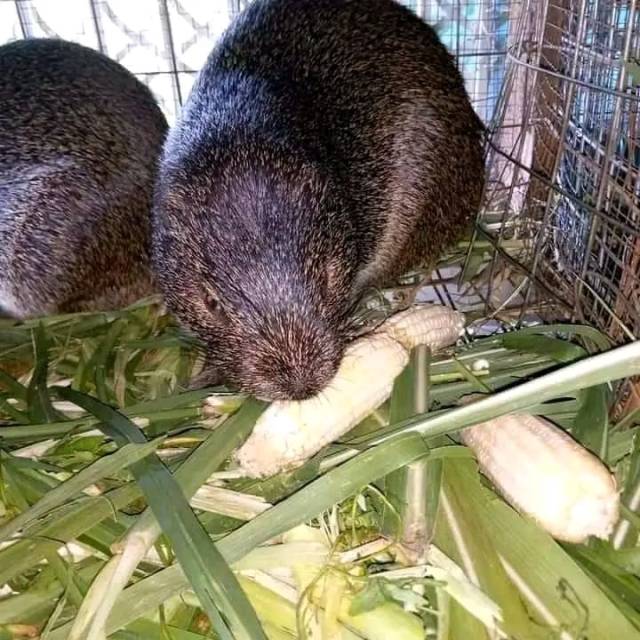 Grasscultter For Sale