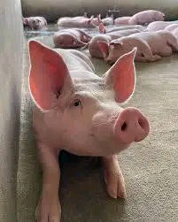 Pigs And Piglets For Sale